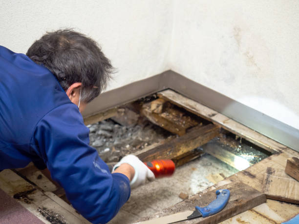 Best Mold Damage Repair  in Louisburg, NC