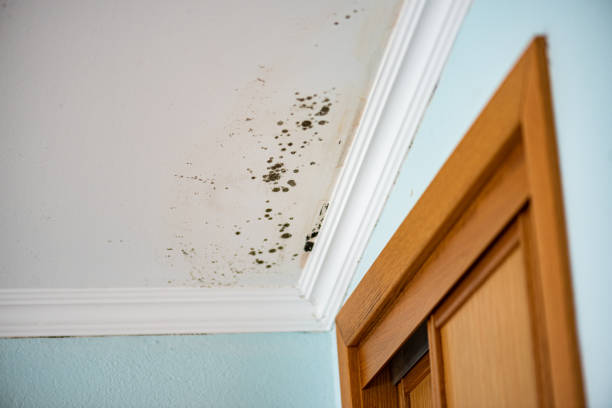 Best Attic Mold Removal  in Louisburg, NC