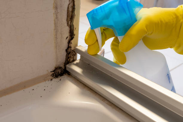 Home Mold Removal in Louisburg, NC