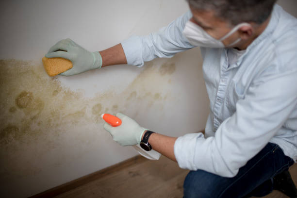 Best Affordable Mold Removal  in Louisburg, NC