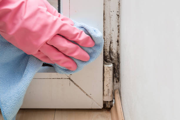 Best Certified Mold Removal  in Louisburg, NC
